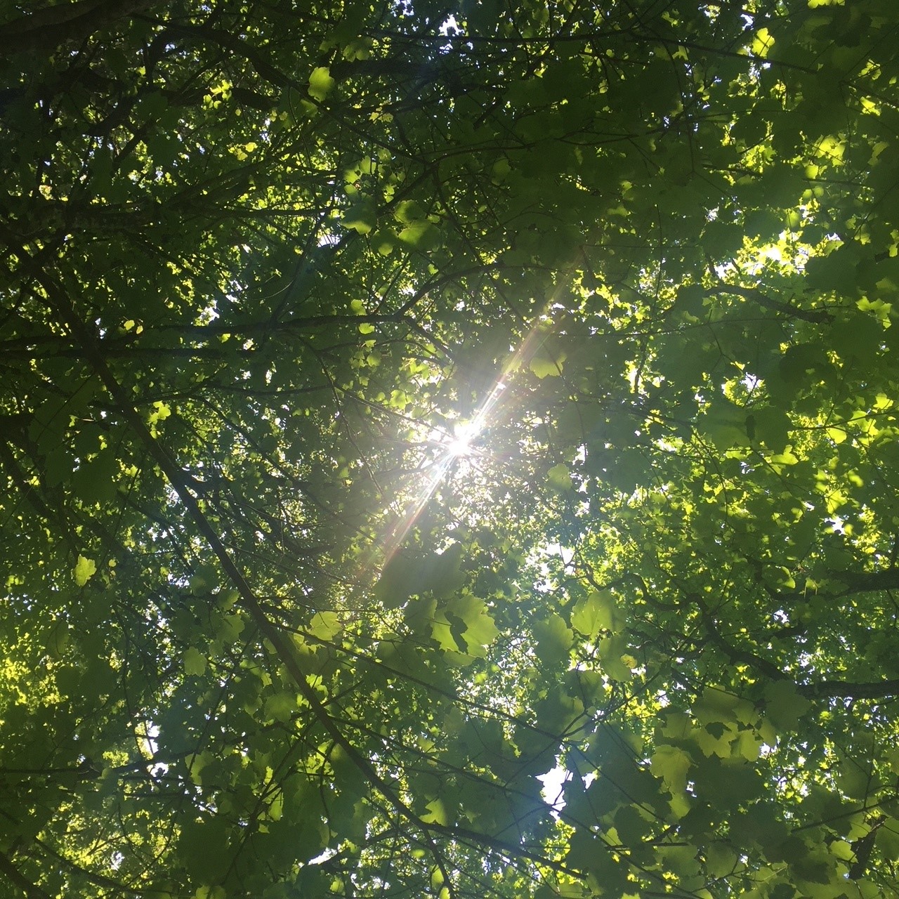 Tree and light