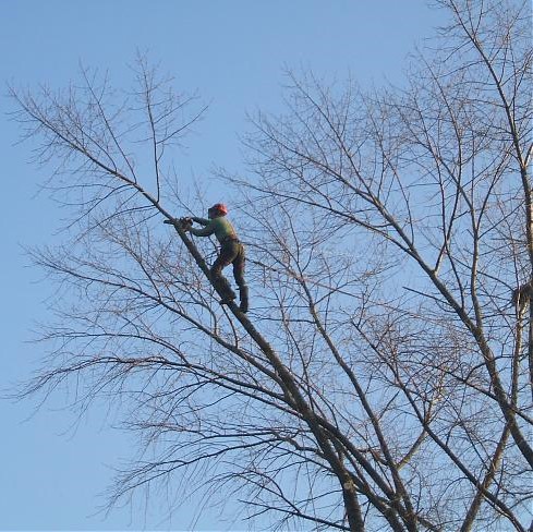 APF blog arborist 