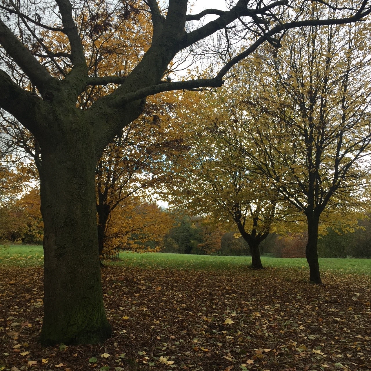 UK arboriculture sector dicsussion