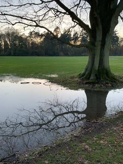 Tree 4
