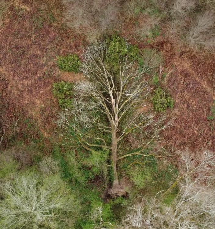 From on high - ABTrees