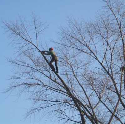 Climbing Arborist