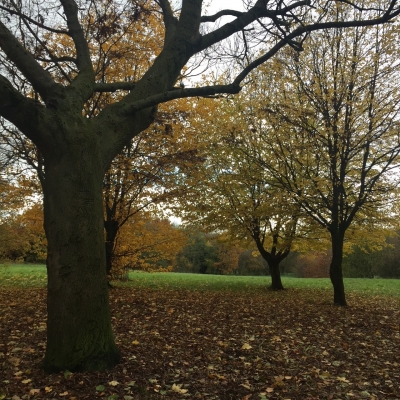 It&#039;s no walk in the park - Challenging times in arb
