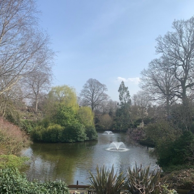 Trees and water 