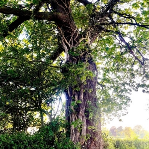 So you want to be a Manager in arb?