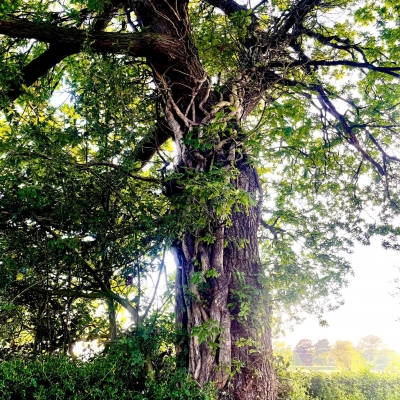 What is Arboriculture?
